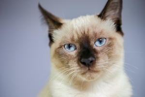дымчатый кот с голубыми глазами, крупный план 