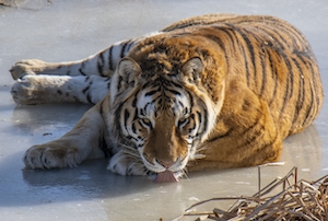 тигр лежит на льду 