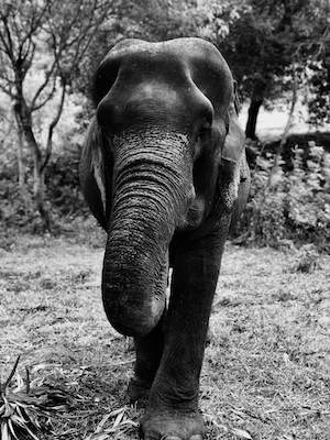 черно-белая фотография слоненка
