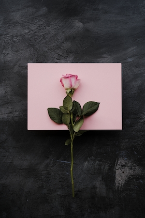 бледно-розовая роза на темном фоне с розовой открыткой, любовь, валентинки