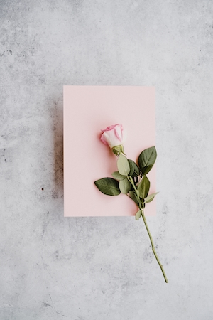 Бледно-розовая роза с розовой открыткой