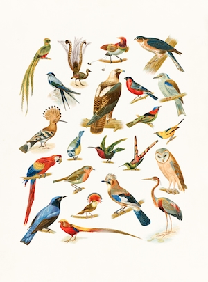 22 вида птиц, иллюстрация 
 