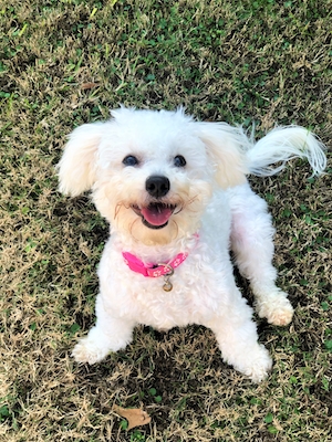 улыбчивая белая собачка с розовым ошейником сидит на траве, кадр сверху 