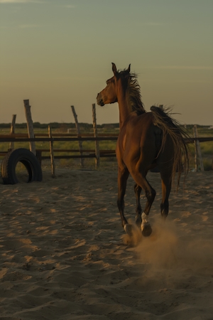 коричневая лошадь бежит по песку 