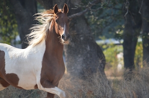 лошадь с контрастной окраской в движении, смотрит в кадр 