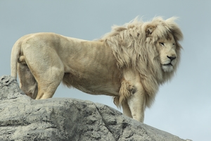 Лев стоял на скале