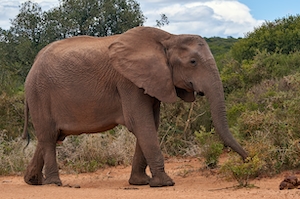 фото слона в полный рост сбоку 