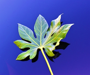 тропический зеленый листок на фиолетовом фоне 