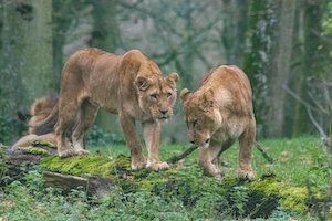 Два льва гуляют по лесу 