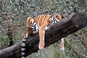 Тигр расслабляется, спит на бревне.