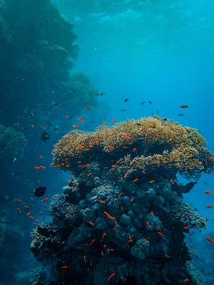 коралловый риф с маленькими оранжевыми рыбками 