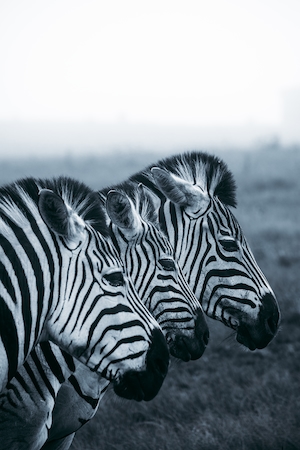 Зебры в Найсне, Южная Африка