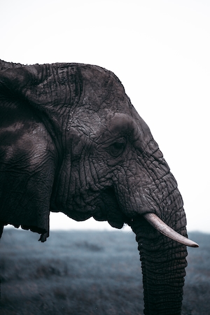 Африканский слон в профиль 