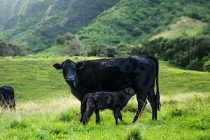черные коровы на лугу 