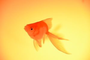 золотая рыбка на желтом фоне, крупный план
