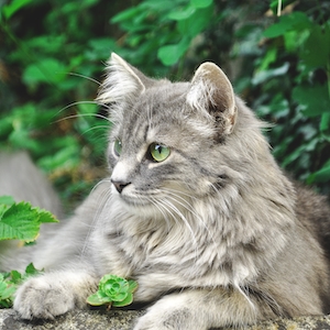 Бернские кошки, серый кот в саду 