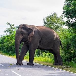 фото слона в полный рост на дороге 