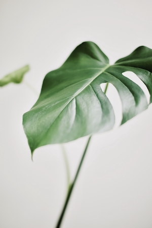 Студийный снимок листа растения монстера