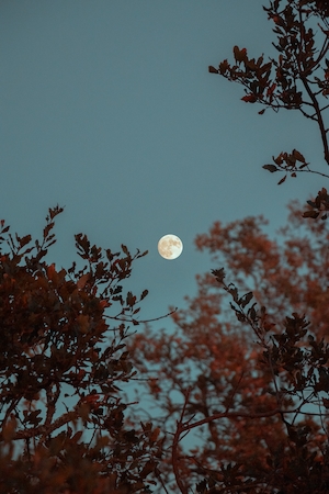 полная луна на небе, верхушки деревьев 