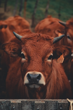 коричневый бык на ферме, смотрит в кадр 