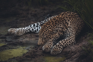 Леопард, спящий в кустах 