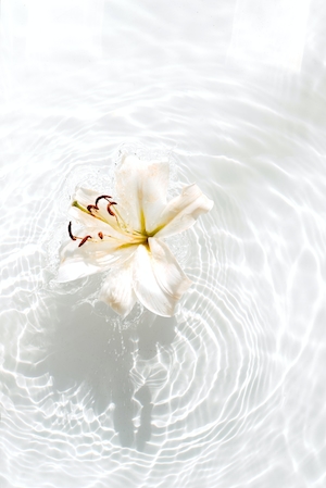 Лилия, падающая в прозрачную воду