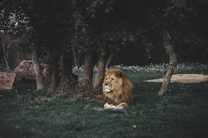 Величественный лев смотрит вперед, лежа в саду
