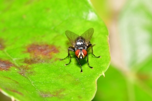 муха на зеленом листе, макро-съемка