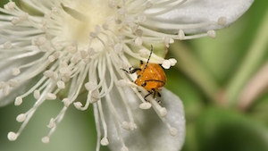 желтый жук на белом цветке, макросъемка