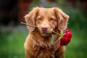 Валентинки, собака с розой. 