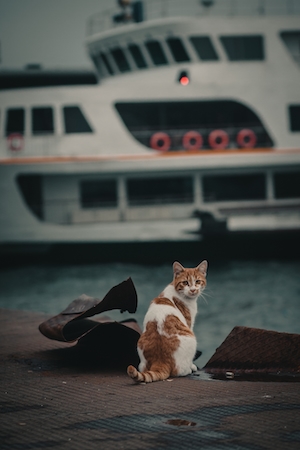 Рыже-белый кот на фоне белого корабля 