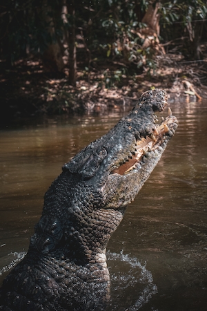 крокодил выходит из воды, крупный план 