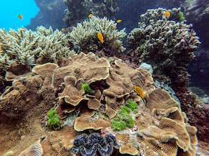 Коралловый риф, разноцветные кораллы под водой, цветные рыбы 