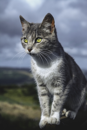 Дымчатый серый кот на фоне природы 