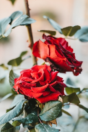 Цветки красной розы, крупный план 