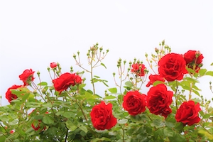 Красные кустовые розы, красные розы на кустах 