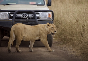 Лев, пересекающий наш путь перед джипом для сафари в Серенгети в Танзании