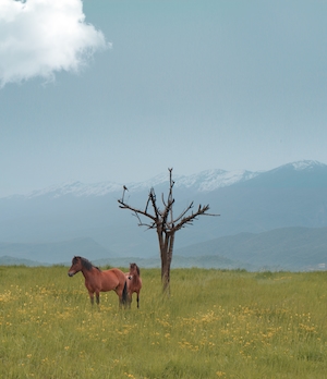 коричневые лошади на поле на фоне гор 