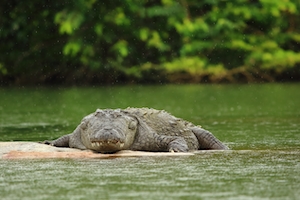 Болотный крокодил лежит на песке у воды 