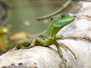 зеленая рептилия на бревне 