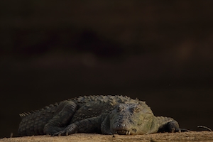Купающийся крокодил - Болотный крокодил на темном фоне 