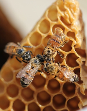 Четыре пчелы в своих сотах, крупный план 