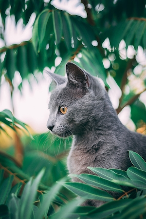 серый кот с желтыми глазами среди растений 