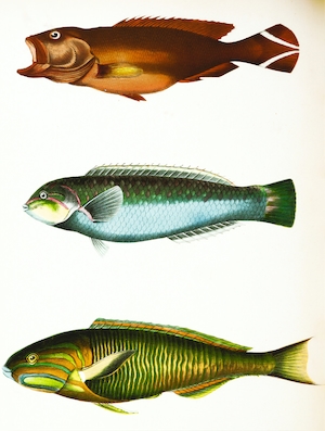 иллюстрация трех рыб 