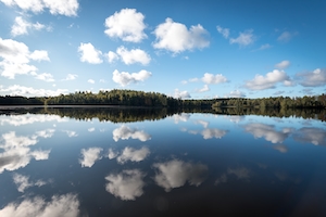 Идеальное отражение в летний день леса на озере. Лес у озера, отражение леса в воде озера, озеро днем