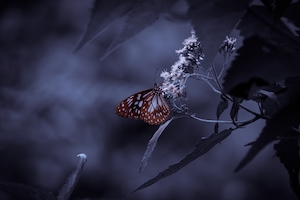 бабочка на цветке в сумерках 