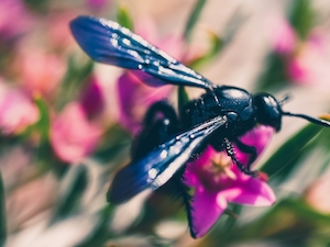 Фотография насекомого на цветке крупным планом