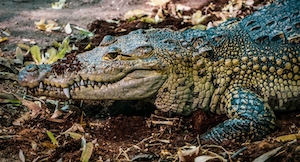 крокодил в листве, крупный план