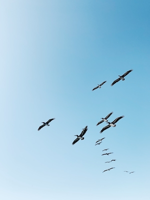 птицы в голубом небе 