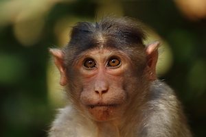 Портрет обезьяны (макака-резус)